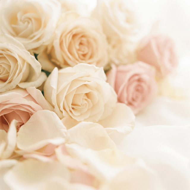 White Roses Background